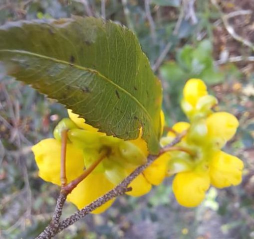 Ochna serrulata leaf margin teeth
